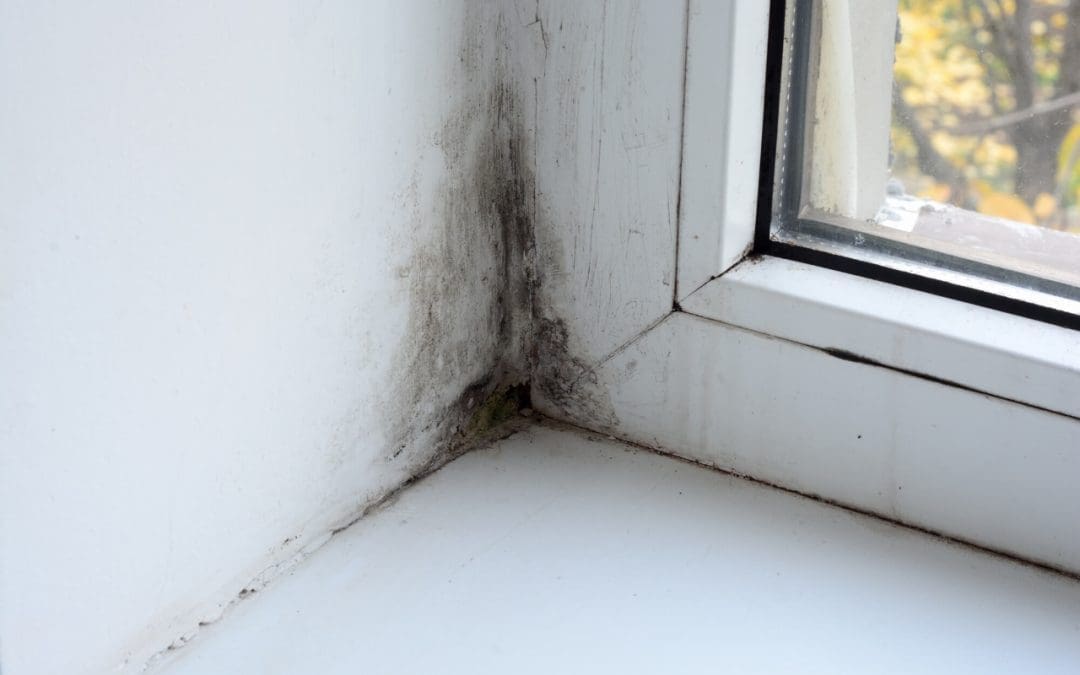 7 Signs of Mold in Your Home