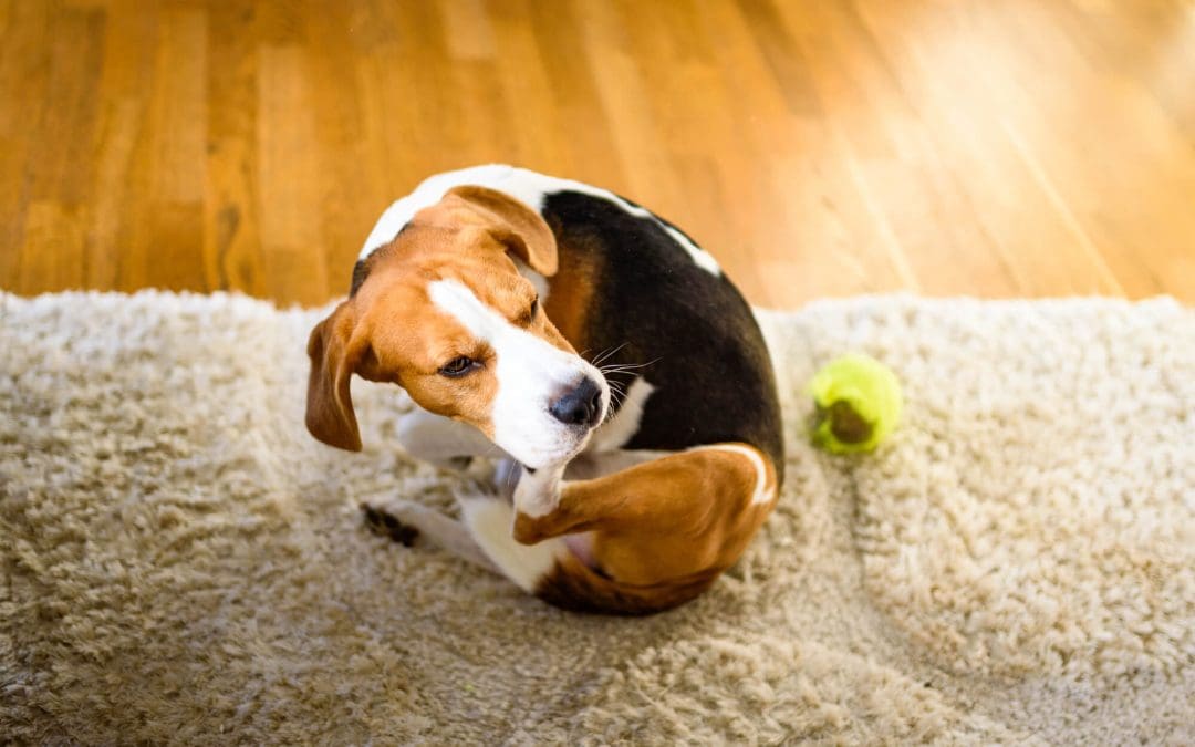 Daily Cleaning Habits That Make Life Easier for Pet Owners